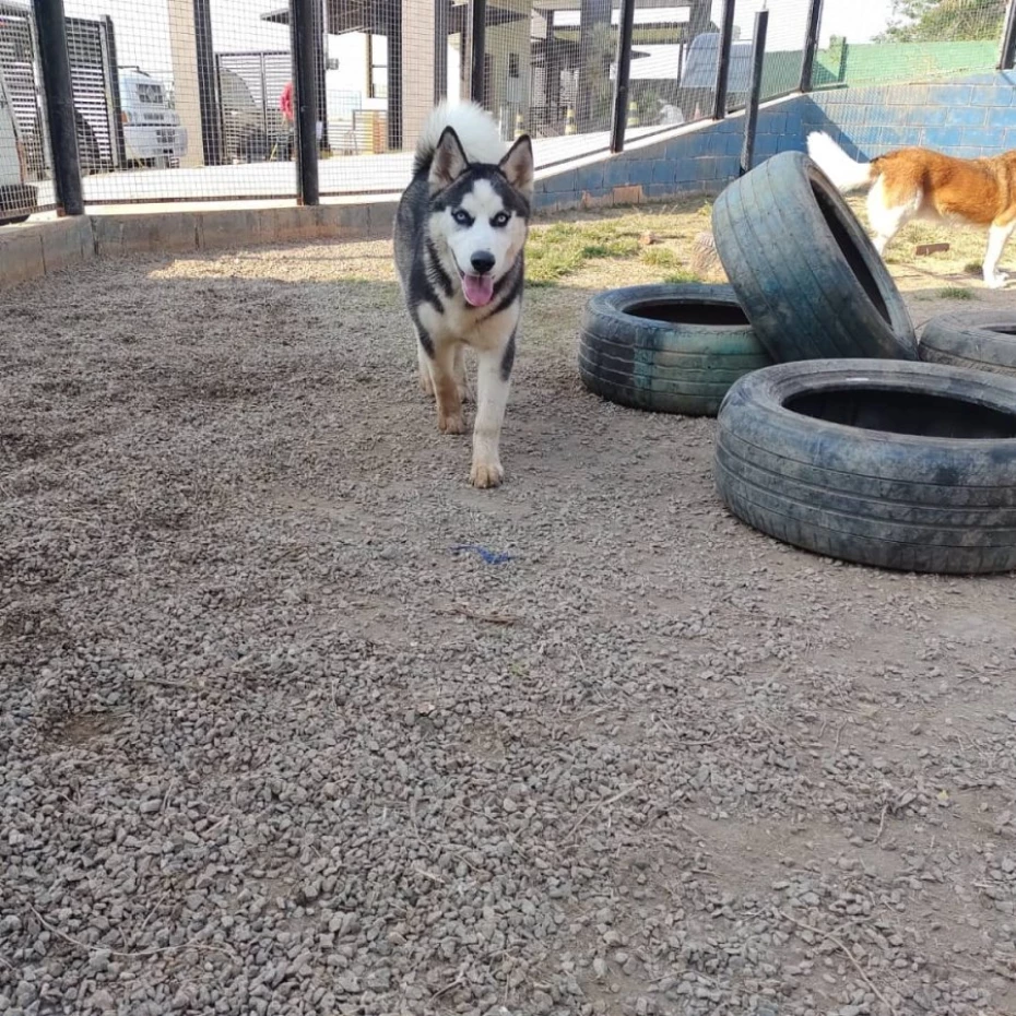 Foto 48:  — Pet Hotel do Conde