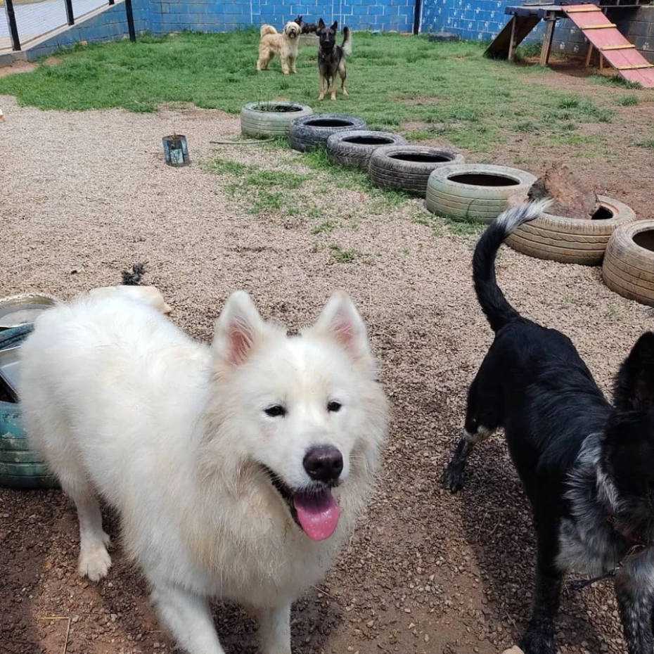 Foto 40:  — Pet Hotel do Conde
