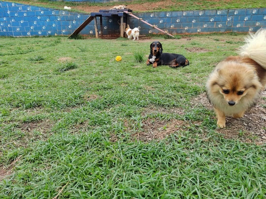 Foto 39:  — Pet Hotel do Conde