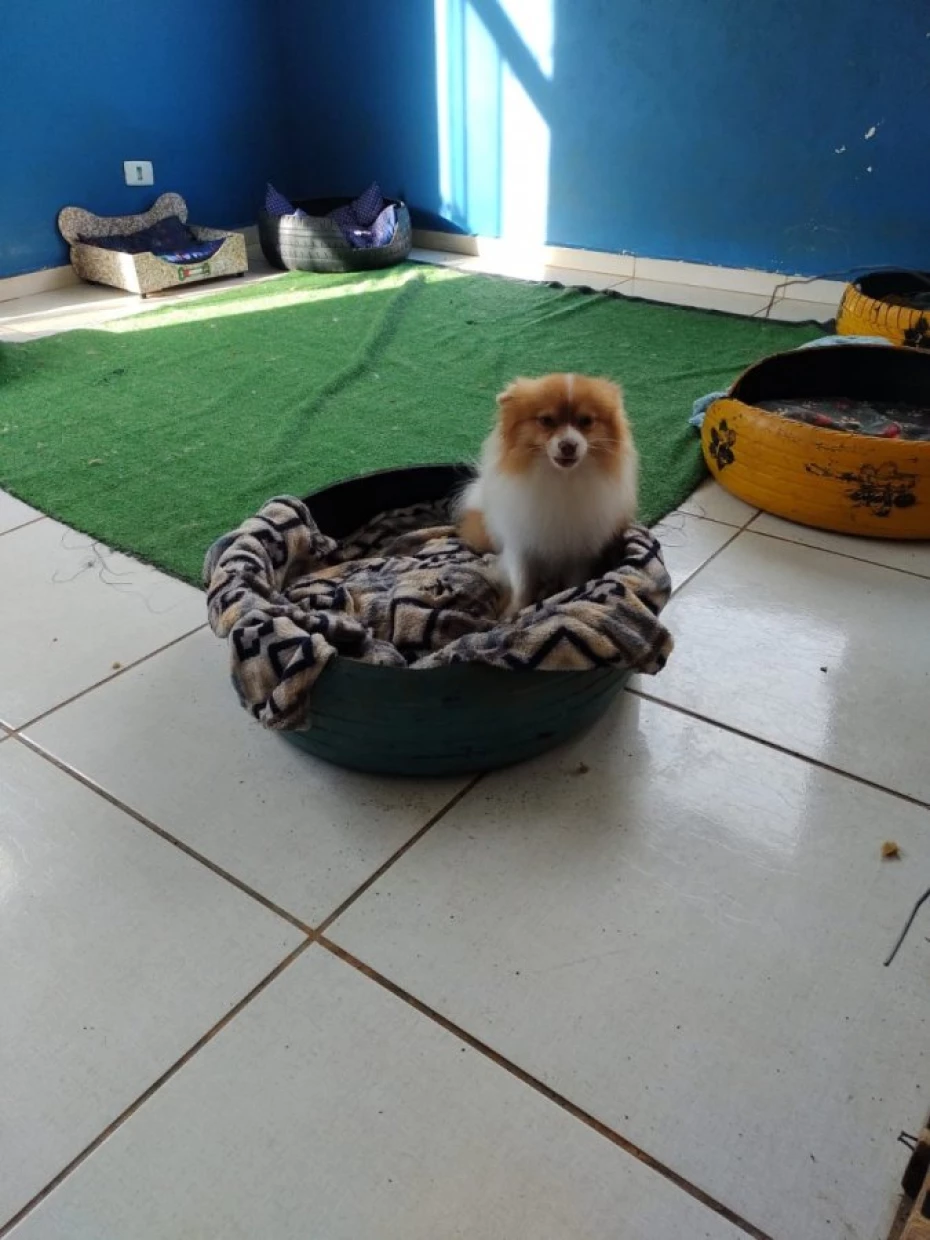 Foto 32:  — Pet Hotel do Conde