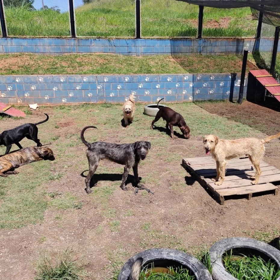 Foto 38:  — Pet Hotel do Conde