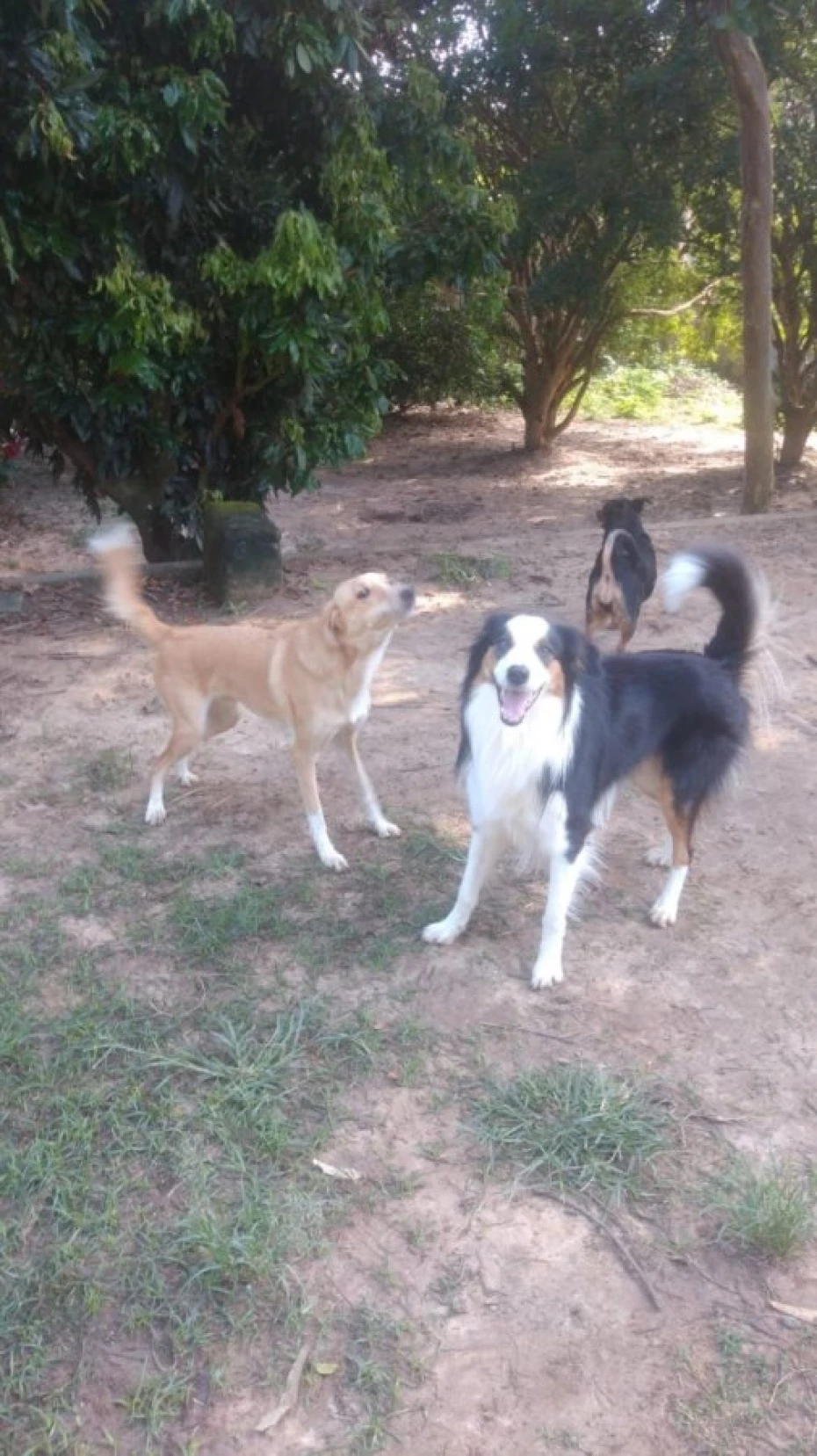 Foto 25:  — Pet Hotel do Conde
