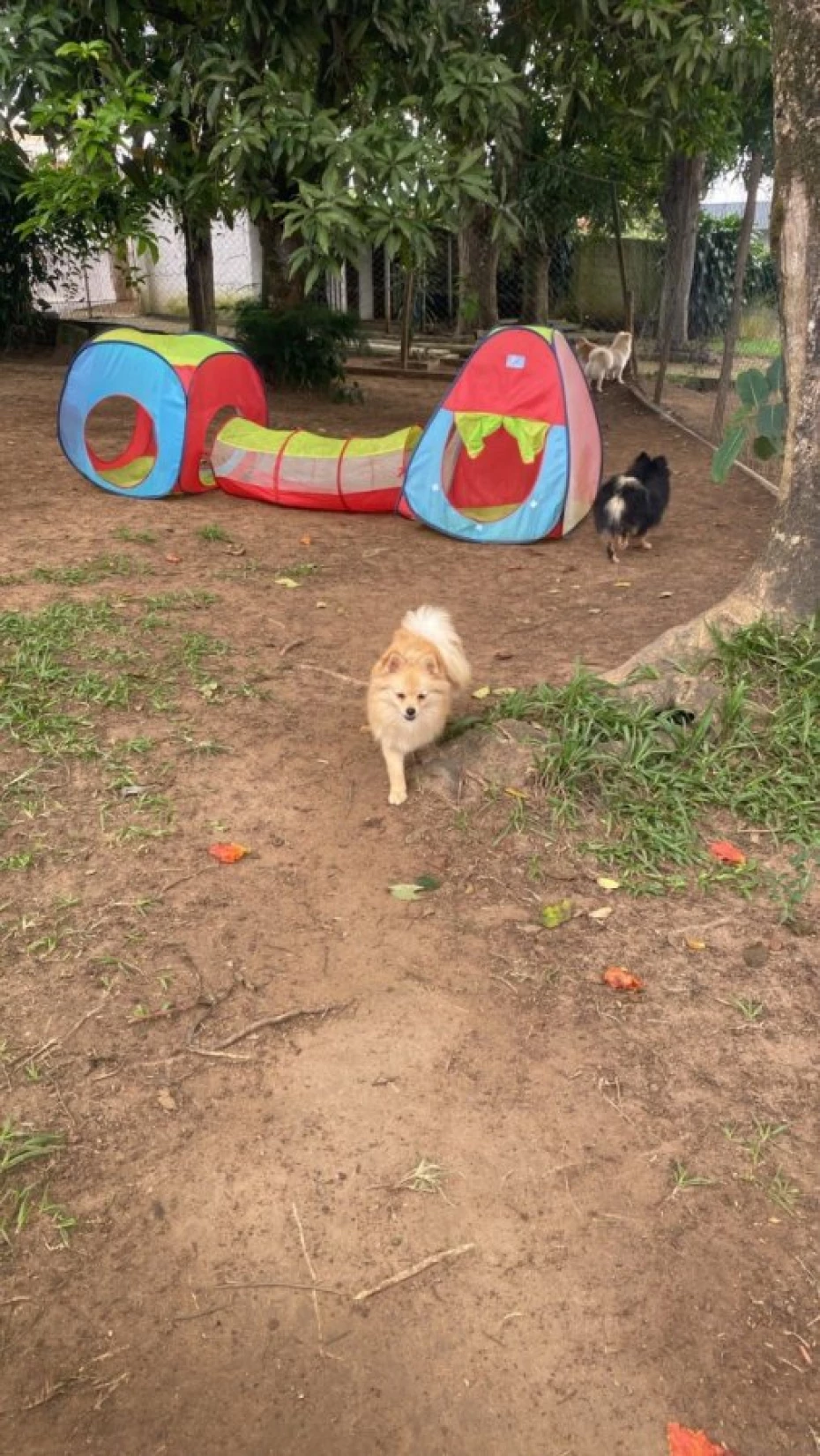 Foto 21:  — Pet Hotel do Conde