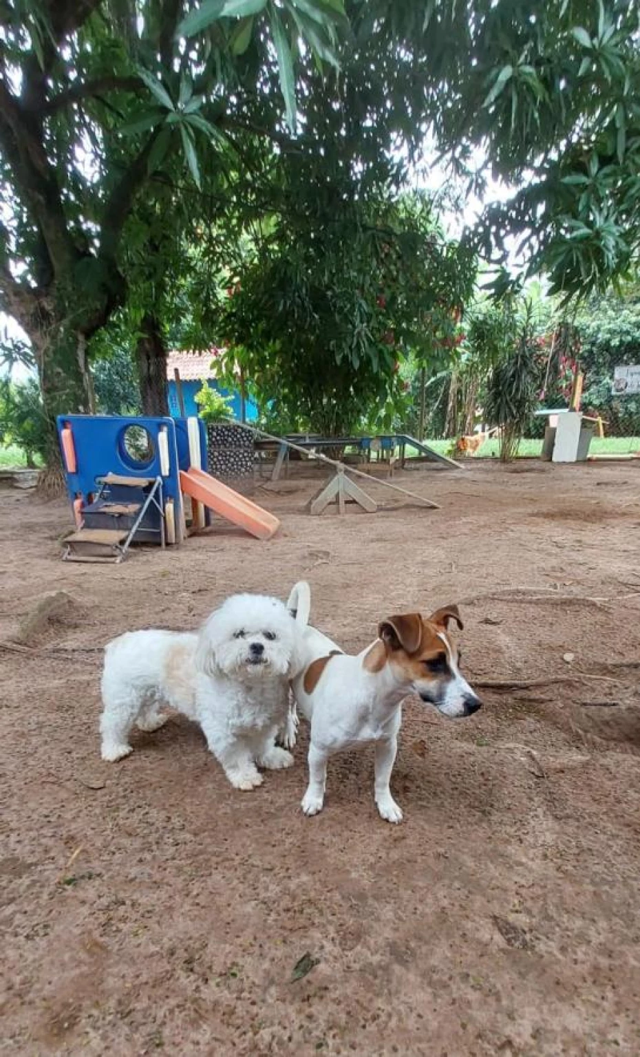 Foto 12:  — Pet Hotel do Conde
