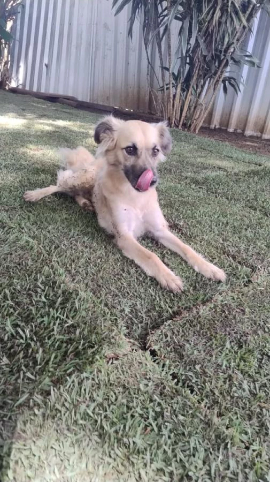 Foto 4:  — Pet Hotel do Conde