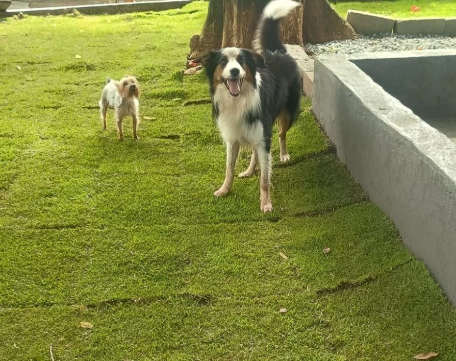 Foto 3:  — Pet Hotel do Conde